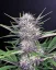 Semillas de Marihuana Fast Buds Banana Purple Punch Auto