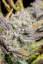 Fast Buds Cannabis Seeds Vestuviniai klijai Auto