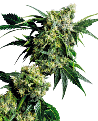 Sensi Seeds Cannabisfrön Mr Nice G13 X Hash Plant® Regular, 10 st