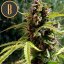 Blimburn Seeds Graines de cannabis Mamba Negra Auto