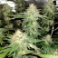 Blimburn Seeds 大麻種子 ブラックベリー ムーンストーン 雌性