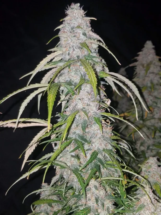 Fast Buds Żrieragħ tal-Kannabis Six Shooter Auto