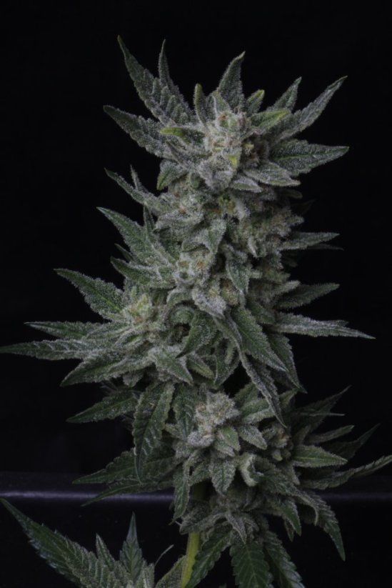 T.H.Seeds™ Cannabis Seeds Auto rágógumi, különböző kiszerelésű, nőiesített