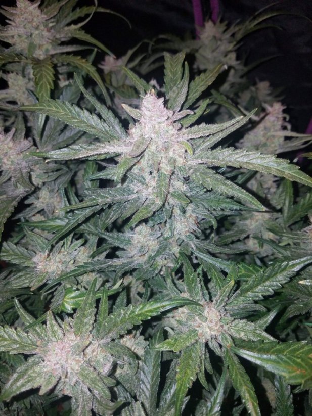 Semillas de Cannabis Fast Buds Mexican Airlines Auto