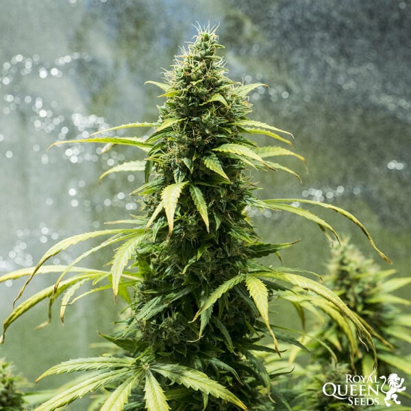 Royal Queen Seeds Hạt giống cần sa Royal Jack Auto