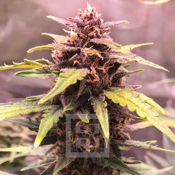 Blimburn Seeds Semena konoplje Grizzly Purple Auto