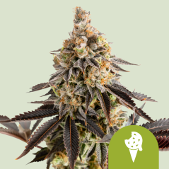 Royal Queen Seeds Колачићи семена канабиса Гелато Ауто