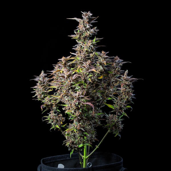 Royal Queen Seeds 大麻種子 スイカ オート