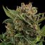 Royal Queen Seeds Semi di cannabis White Widow Auto