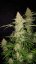 Graines de cannabis Fast Buds Jack Herer Auto