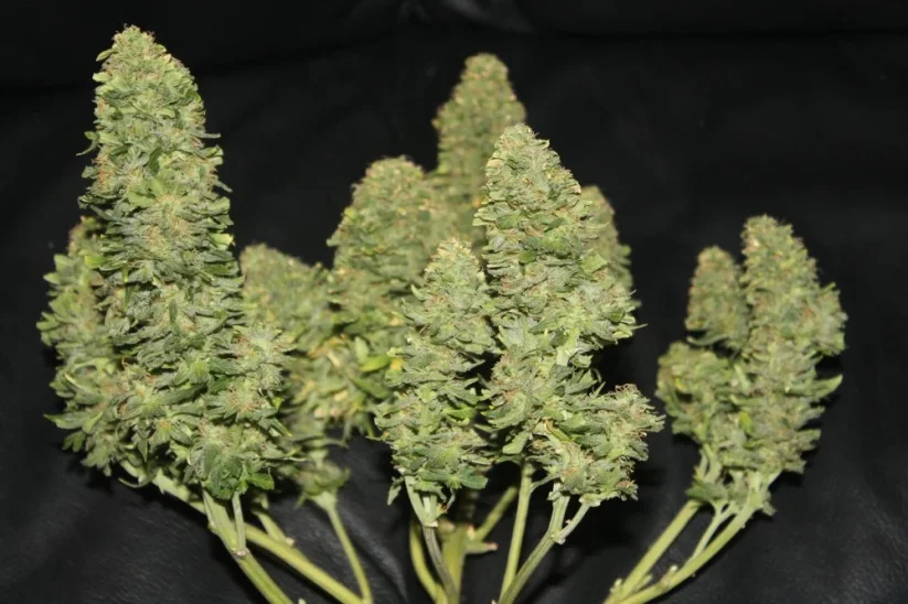 Fast Buds Cannabis Seeds West Coast OG Auto