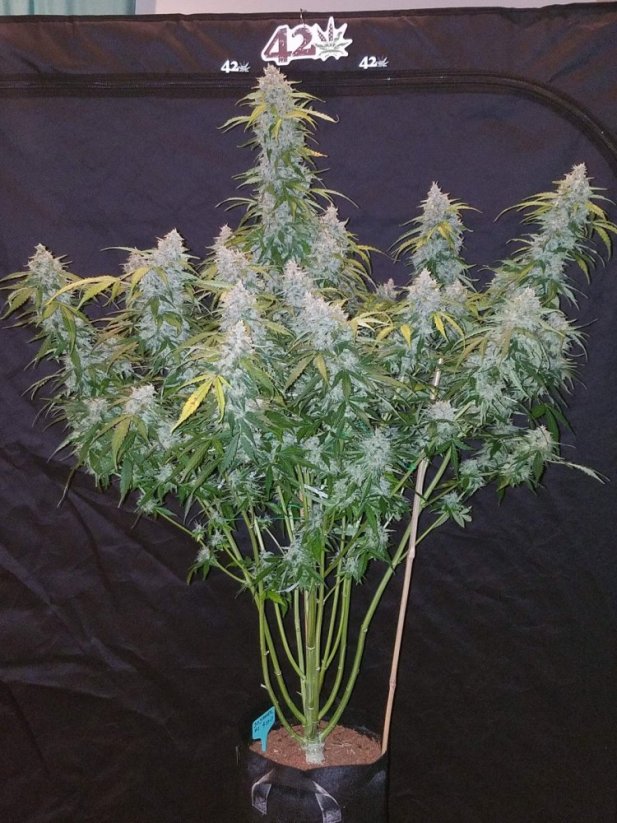 Fast Buds Kanepiseemned Six Shooter Auto