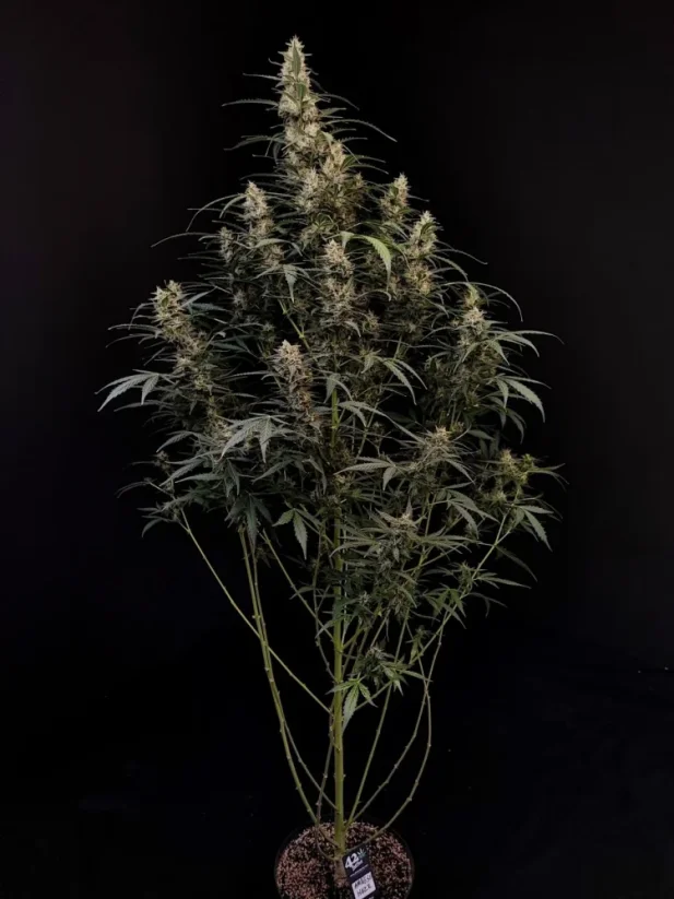 Fast Buds Esrar Tohumları Amnesia Haze Auto