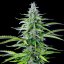 Royal Queen Seeds Semillas de Marihuana Royal Cookies Auto