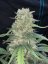 Semillas de Cannabis Fast Buds Afghan Kush Auto