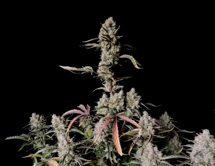 Fast Buds Cannabis Seeds Gorilla Zkittlez Auto