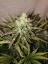 Graines de cannabis Fast Buds Gorilla Auto