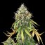 Royal Queen Seeds კანაფის თესლი Royal Haze Auto