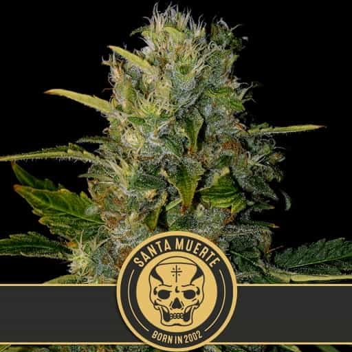 Blimburn Seeds Cannabis Seeds Santa Muerte Feminized