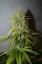 Fast Buds Sementes de Cannabis Toranja Auto