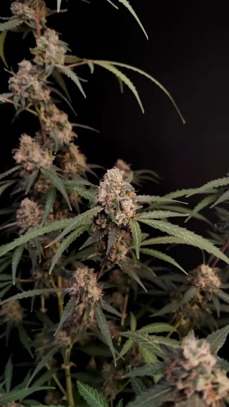 Семена от канабис Fast Buds AK Auto