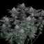 Fast Buds Seminte de Canabis Biscuiti Gorilla FF