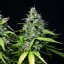 Royal Queen Seeds კანაფის თესლი Royal Gorilla Auto