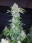 Fast Buds Wietzaden Six Shooter Auto