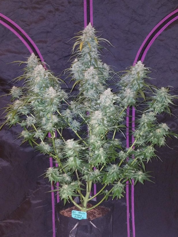 Graines de cannabis Fast Buds Pineapple Express Auto