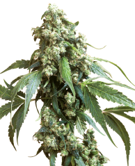 Sensi Seeds კანაფის თესლი ჯეკ ფლეშ #5® ფემინიზებული, 3-10 ც.