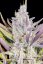 Fast Buds Cannabis Seeds Wedding glue Auto