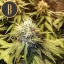 Blimburn Seeds Cannabis Seeds Narkosis Feminized