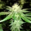 Blimburn Seeds Cannabisfrön Blackberry Moonstones Feminiserade