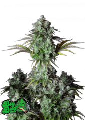 Hạt giống cần sa Fast Buds Big Bud Auto