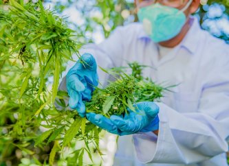 Un om de știință examinează o plantă de canabis unde a fost descoperit THCB