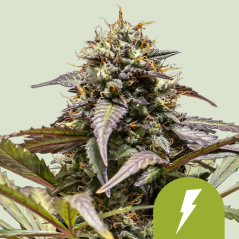 Royal Queen Seeds კანაფის თესლი North Thunderfuck Auto