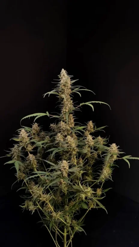 Fast Buds Cannabis Frø Kritisk Auto