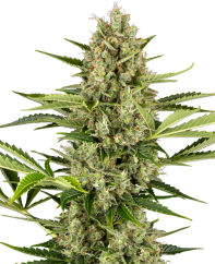 Sensi Seeds Kannabisfræ Jack Herer Automatic Feminized, 3-10 stk