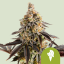 Royal Queen Seeds Żerriegħa tal-Kannabis Cookies Gelato Auto