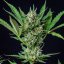 Royal Queen Seeds Семена от канабис Royal Dwarf Auto