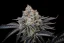 Semillas de Marihuana Fast Buds Gorilla Cookies FF