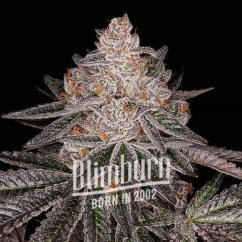 Blimburn Seeds Kanapių sėklos Apple Fritter Auto