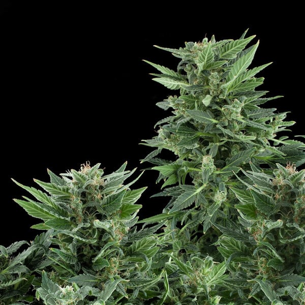 Royal Queen Seeds Hạt giống cần sa Royal AK Auto