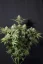 Fast Buds Sementes de Cannabis Sorvete de Laranja FF