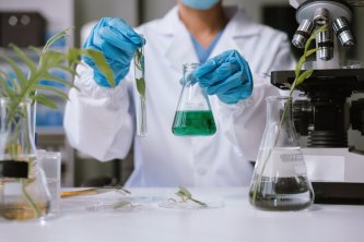 Herstellung von THCO im Labor mit Hilfe eines Mikroskops und Vergleich der Pflanze in einem Reagenzglas und einem Behälter