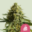 Royal Queen Seeds Cannabis Seeds Wedding cake Feminized