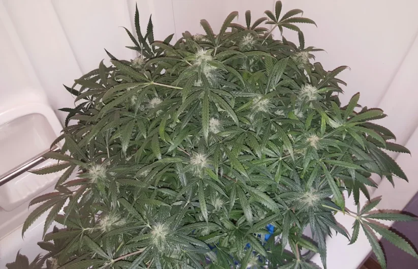 Fast Buds Cannabis Seeds Green Crack Auto