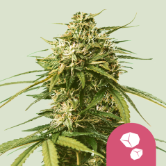 Royal Queen Seeds Cannabiszaden Gushers Gefeminiseerd