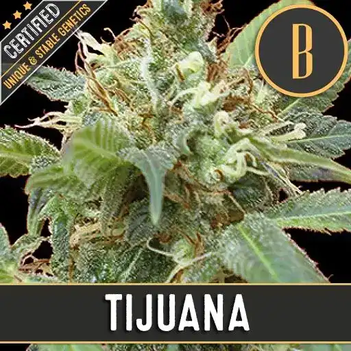 Blimburn Seeds Cannabis Seeds Tijuana Feminized