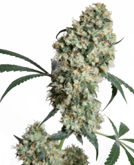 Sensi Seeds კანაფის თესლი Ed Rosenthal Super Bud® Regular, 10 ც.